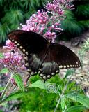 SPICE BUSH SWALLOWTAIL 0925 .jpg