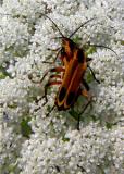 LOVE BUGS (lightening bugs)8484 .jpg