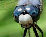 BLUE DASHER DRAGONFLY  8156a .jpg