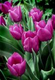 PURPLE TULIPS_2659 .jpg