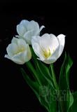 WHITE TULIPS 1489 .jpg