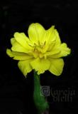 YELLOW DOUBLE DAFFODIL 1495 .jpg