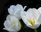 WHITE TULIPS 1491 .jpg