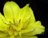 DOUBLE DAFFODIL CENTER 1495 .jpg