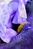 PURPLE IRIS CENTER 3685 .jpg