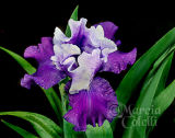 IRIS 4128 .jpg