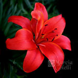 RED ASIATIC LILY_4728 .jpg
