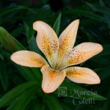 PEACH ASIATIC LILY_4722 .jpg