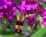 HUMMINGBIRD MOTH (SPHINX) 1770a.jpg