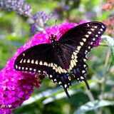 BLACK SWALLOWTAIL_0149 .jpg