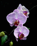 MOTH ORCHID 4457.jpg