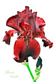 COLOR TART IRIS-5571.jpg