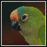 PEACH FRONT CONURE-4211a.jpg