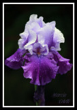 IRIS-5041.jpg