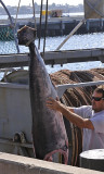 Unloading Swordfish at the G Street Pier