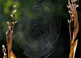 Web
