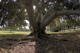 The Oldest Tree in the Park
