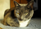 Diego the Reluctant Model