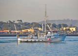 Sea Raven