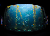 Birch Aquarium