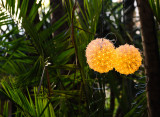 Decorations in Balboa Park