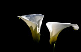 Calla Lilies in the morning