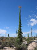 Desert Christmas Tree