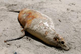 Dead Seal