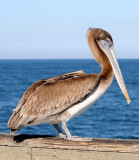 Pelican Female