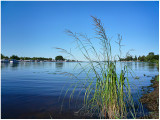 Grass in the bay.