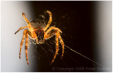 Backlit spider (yuck).