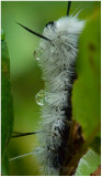 Wet caterpillar.