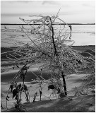 Ice on the plant.