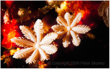 Cup coral (I think).