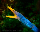 Blue ribbon eel.