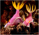 Nudibranchs.