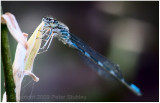 Damsel fly.
