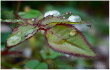 Rose leaves.