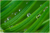 Evergreen drops:  reflection and refraction.