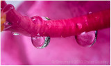 Wet hibiscus again.