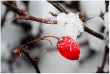 Frosty berry.