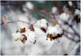 Snowflakes.