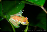Glass tree frog.