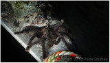 Tarantula.
