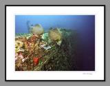 French angel fish, MV Concrete, USVI