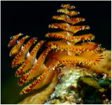 Christmas tree worm, Little Cayman