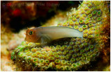 Red lipped blenny, Little Cayman
