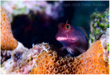 red lipped blenny