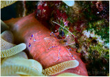 cleaner shrimp