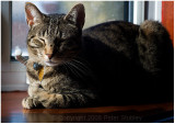 Mr. Inscrutable